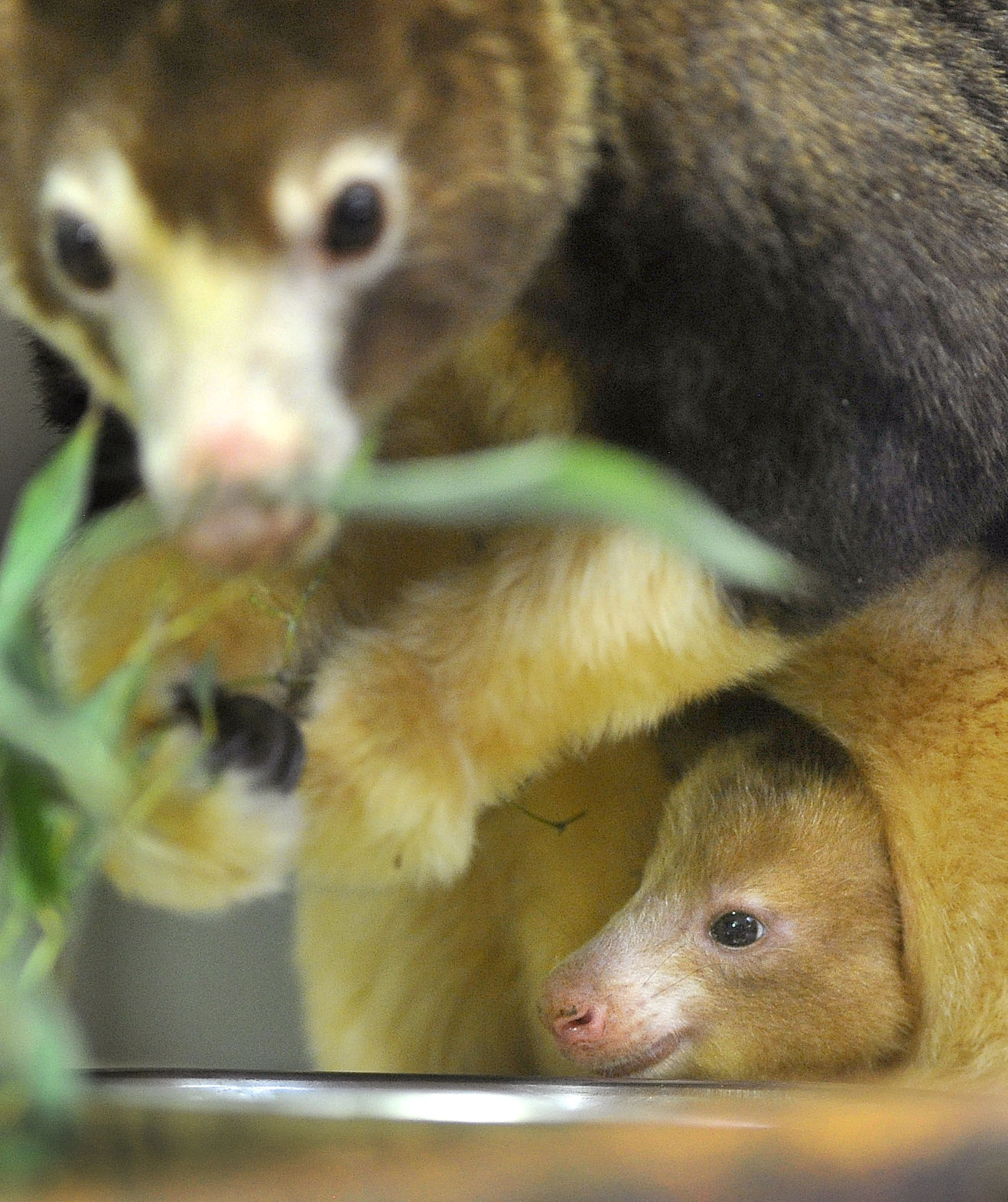 Matschie's tree kangaroo